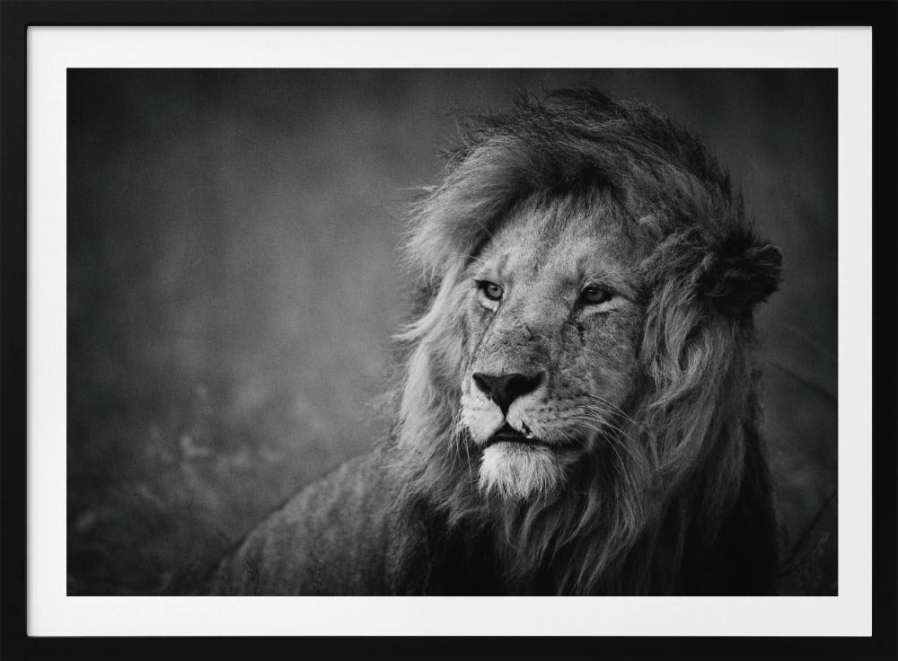 Royal | Posters - Affiche Artistique