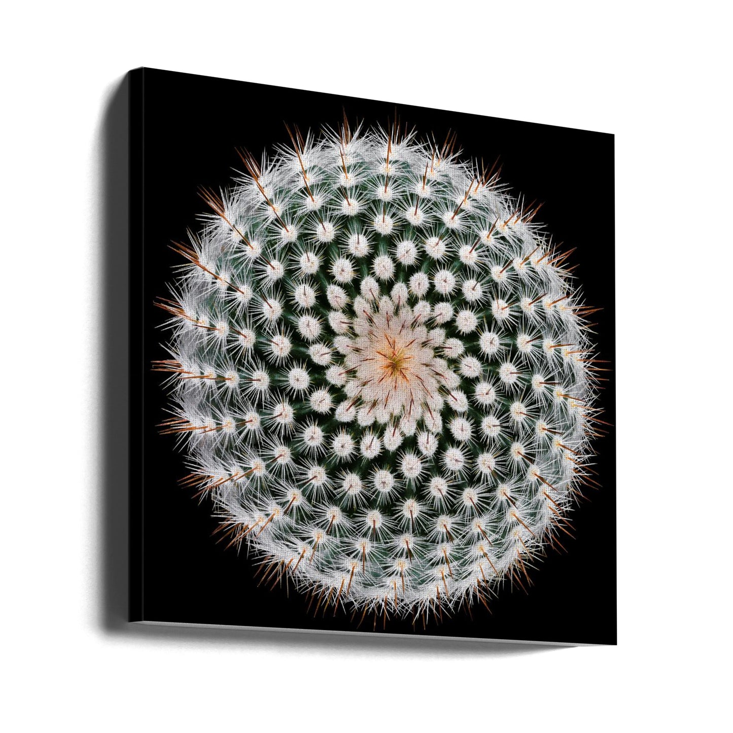 Notocactus scopa | Wydruki na łótnie