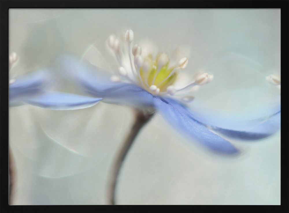 Dansende anemoner | Plakater - Kunsttryk