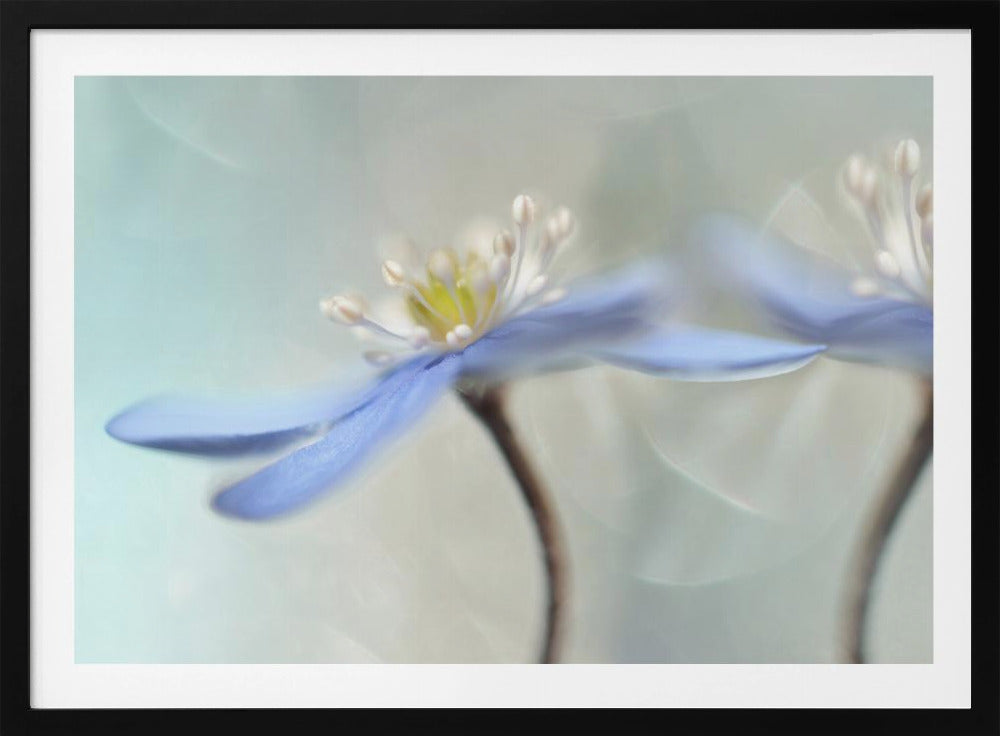 Dansende anemoner | Plakater - Kunsttryk