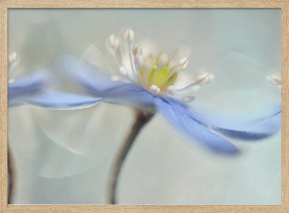 Dansende anemoner | Plakater - Kunsttryk
