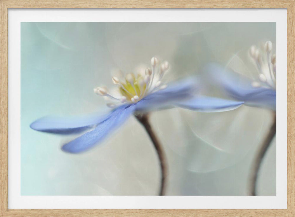 Dansende anemoner | Plakater - Kunsttryk