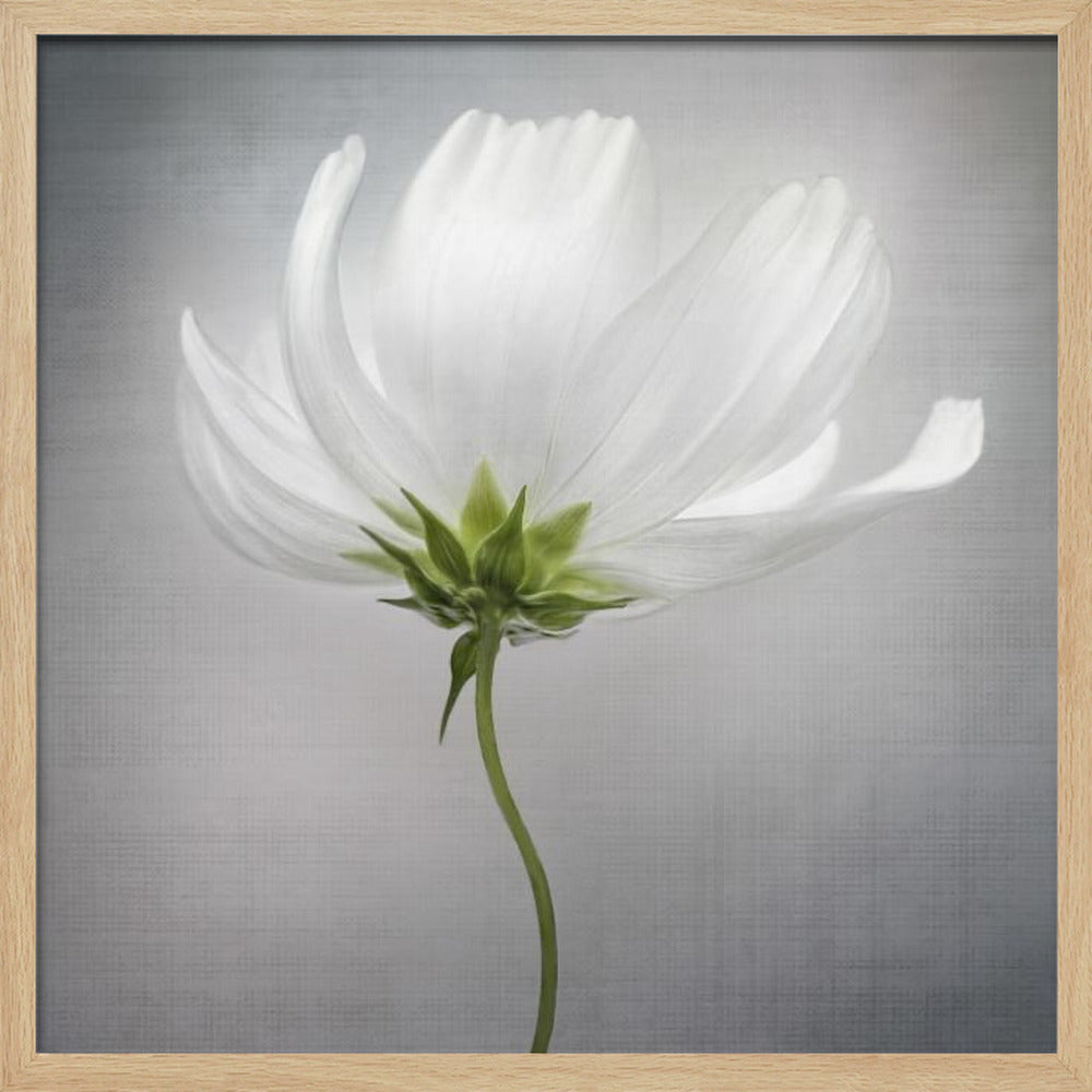 Cosmos *** | Poster