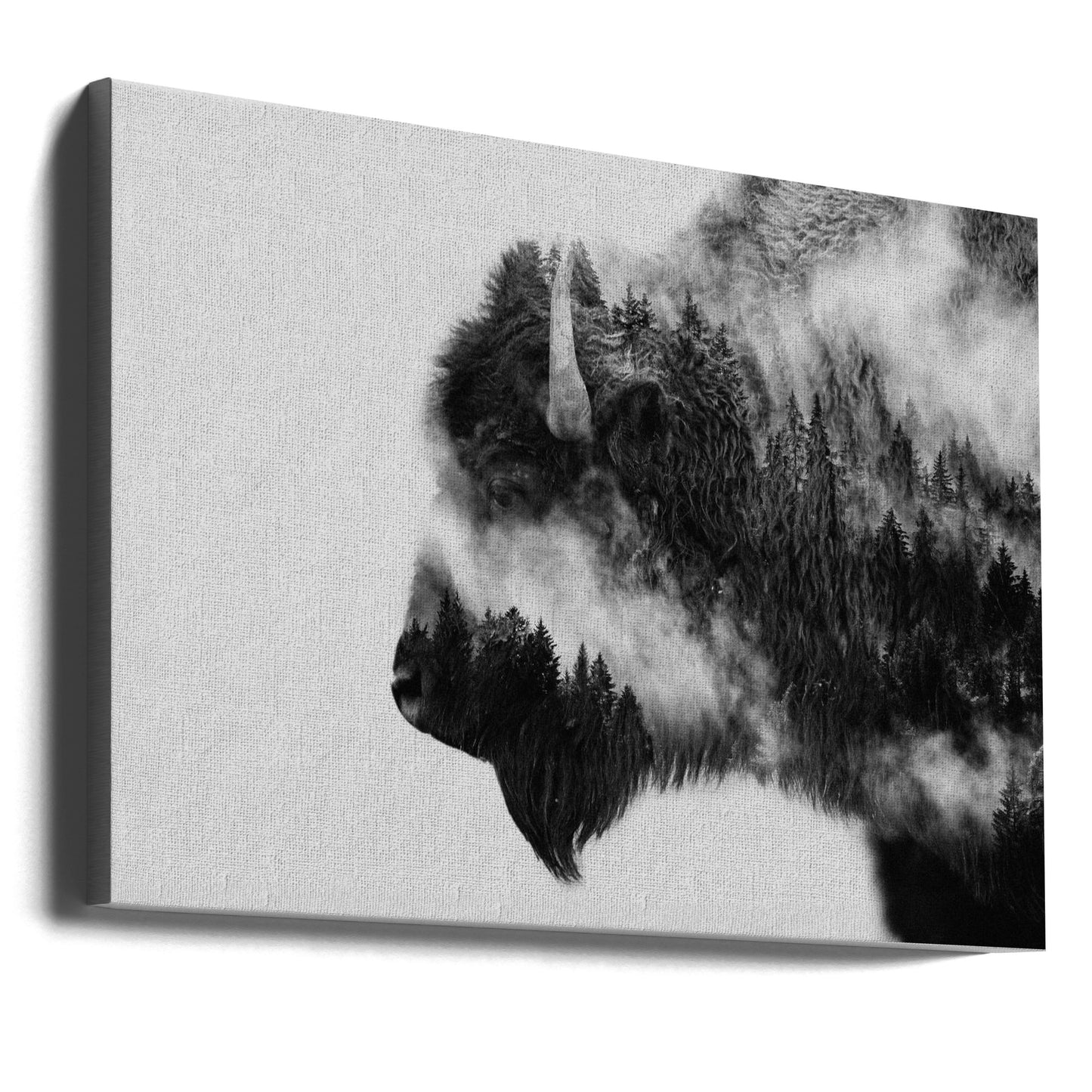Bison | Canvas