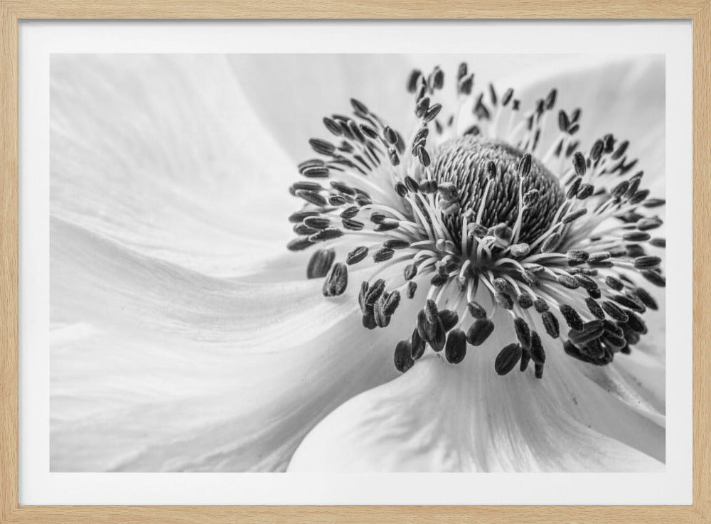 Anemone | Poster