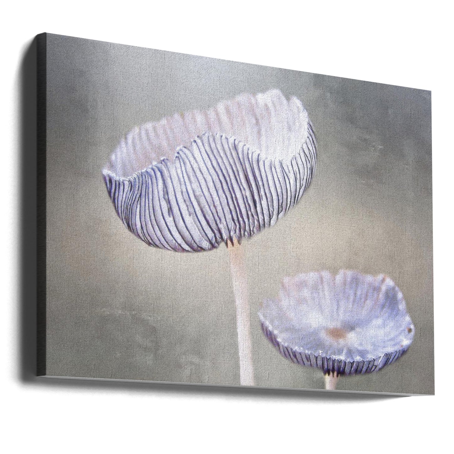 svamp Canvas