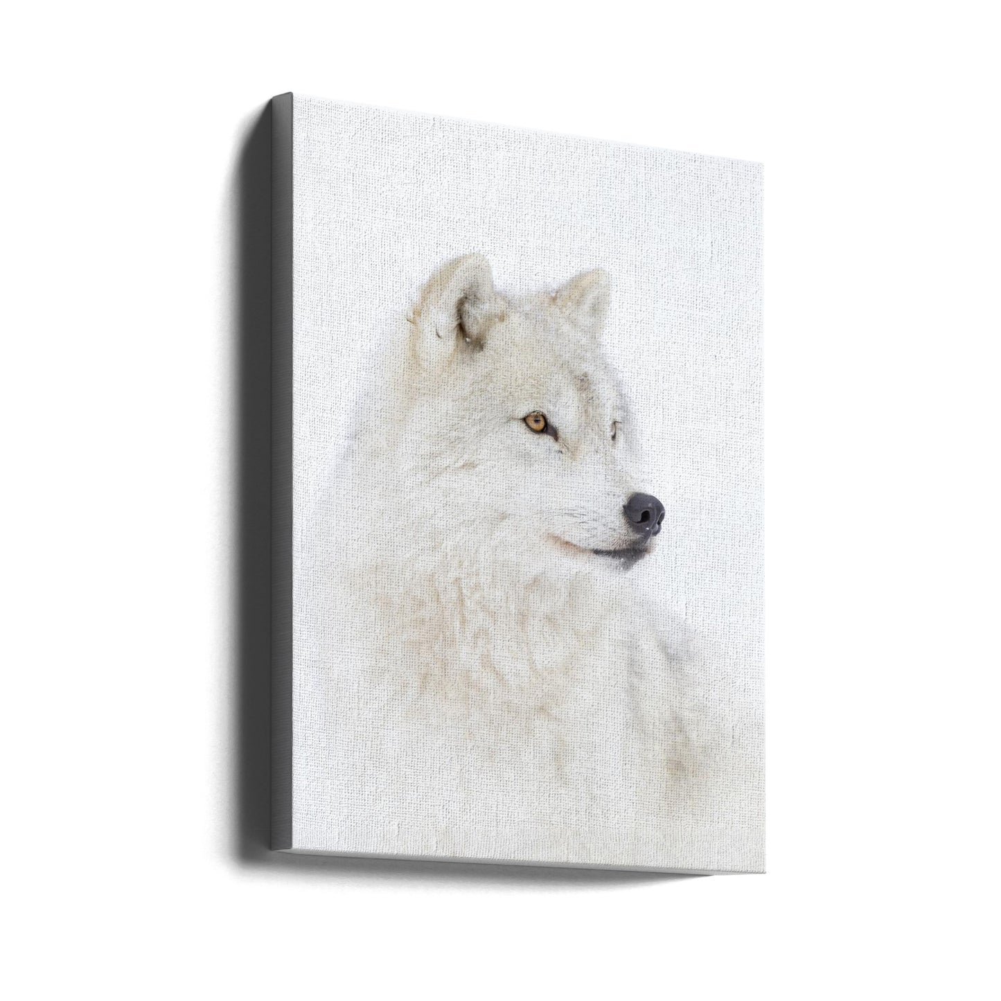 Portrait of an Arctic Wolf | Canvas