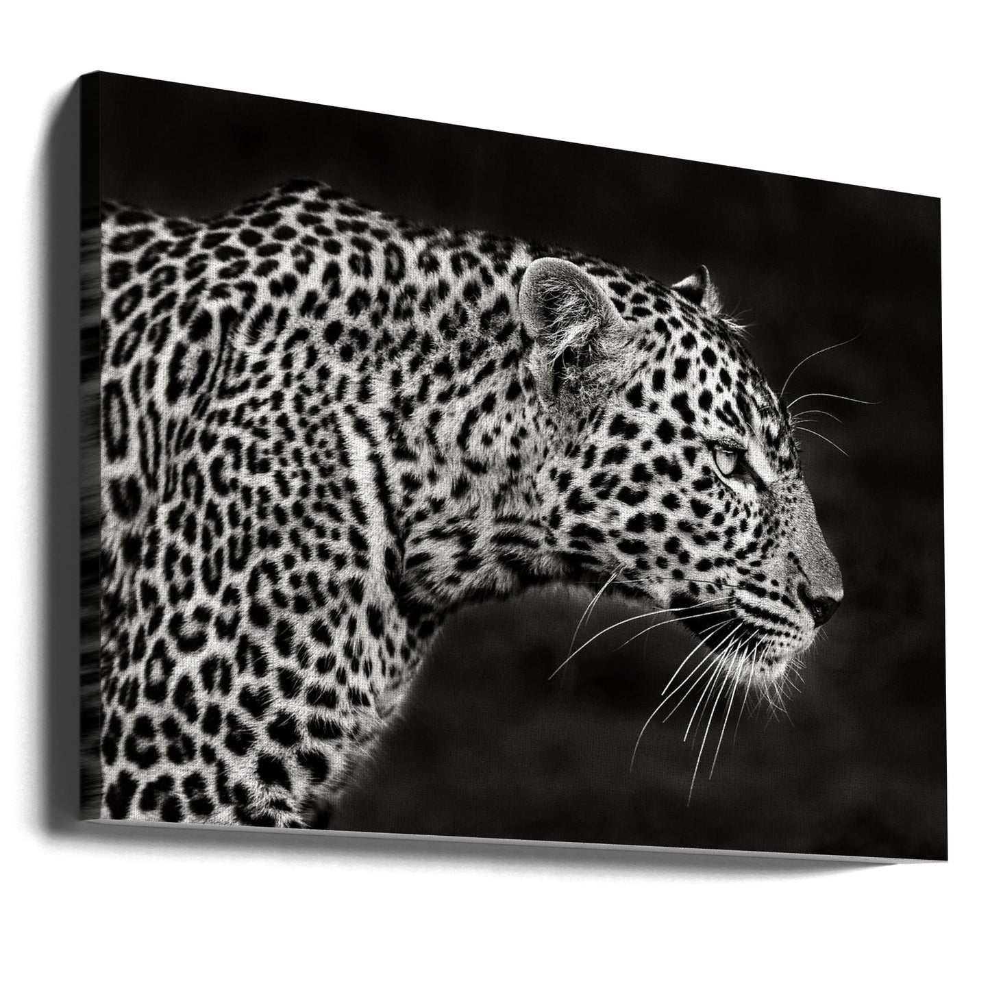 Leopard närbild | Canvas