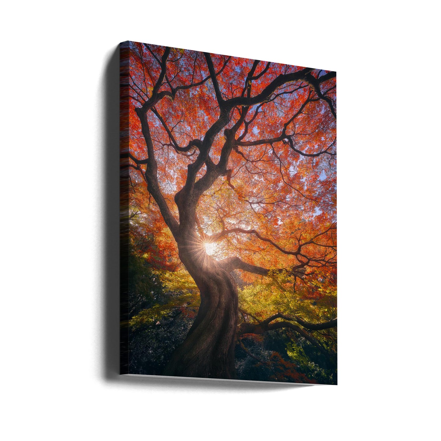 The Japanese Tree | Canvas