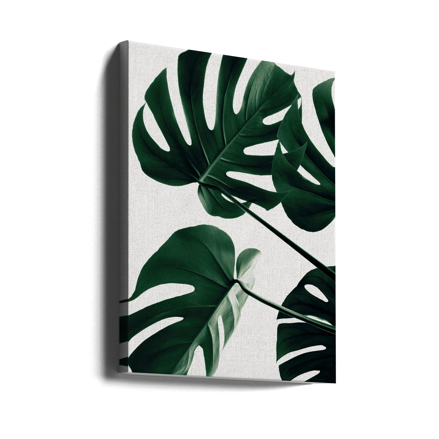 Monstera Naturlig 43 | Lærredsbilleder