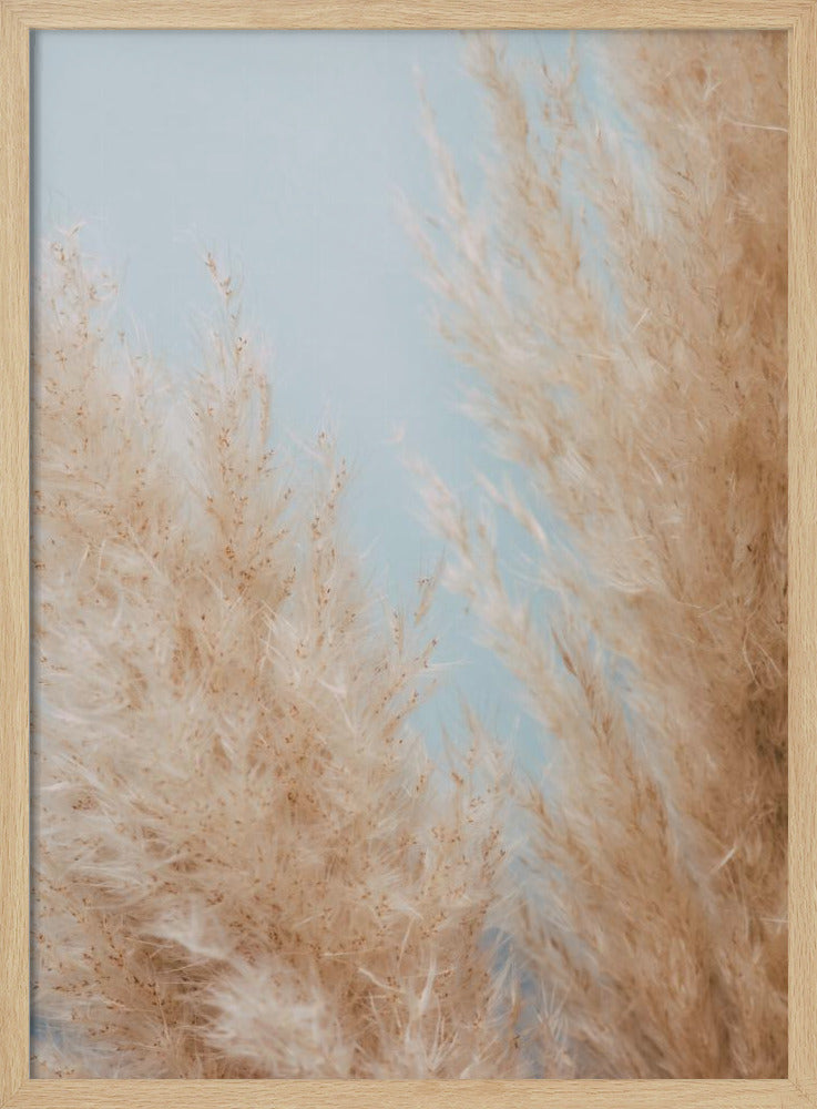 Pampas Close 01 | Poster