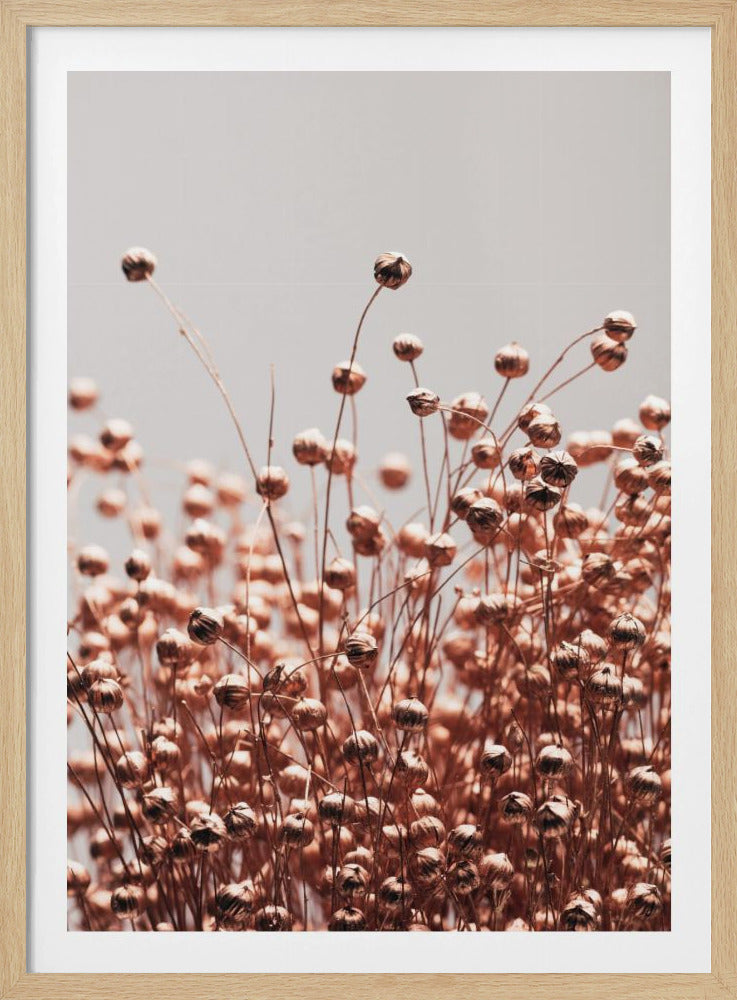 Dried Grass Copper 05 | Poster
