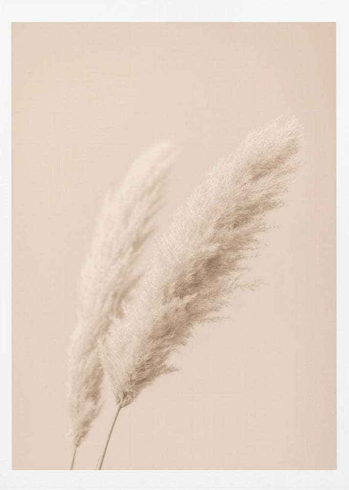 Pampas Grass Begie 15 | Poster