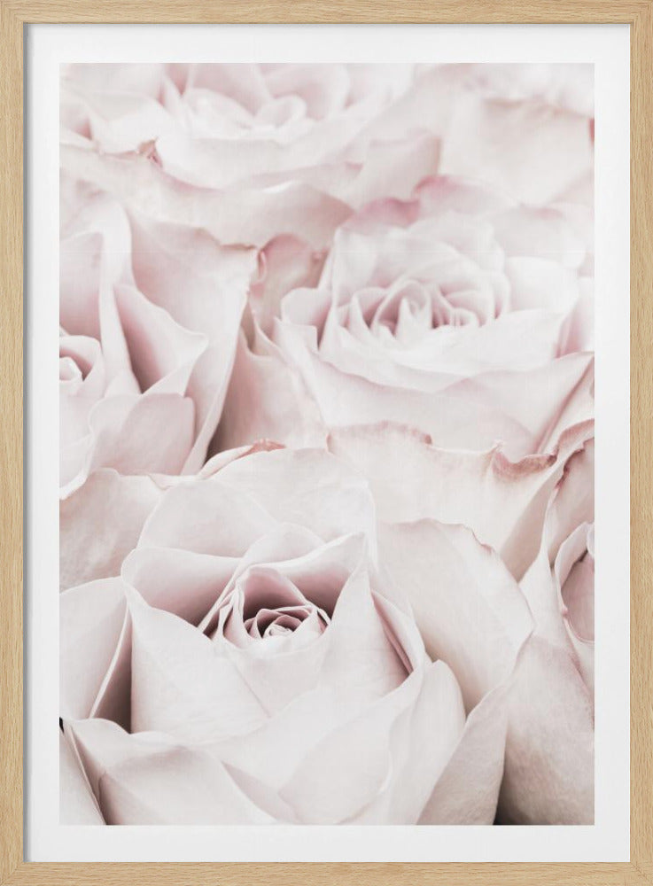 Pink Roses No 04 | Poster