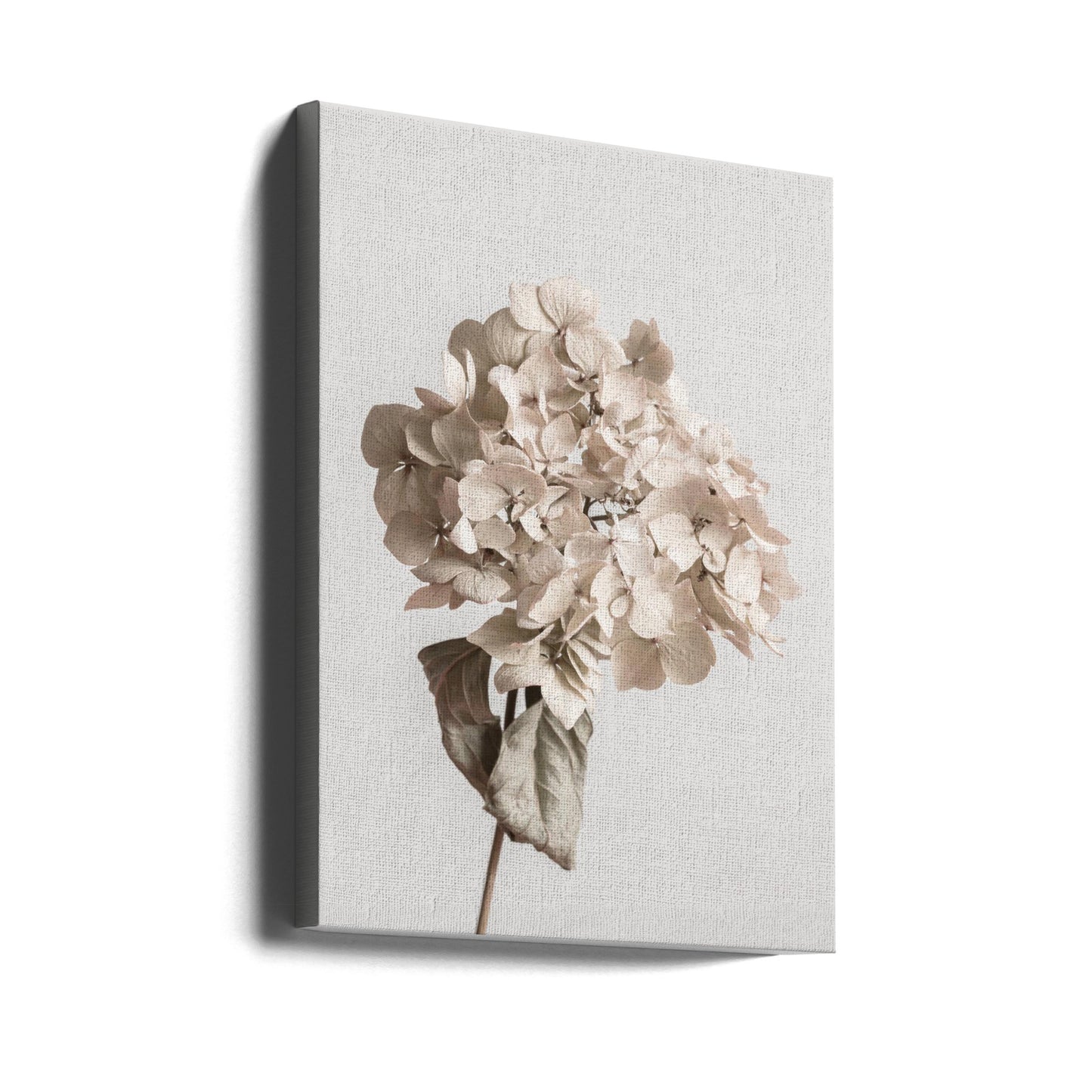 Beige tørrede blomster | Lærredsbilleder