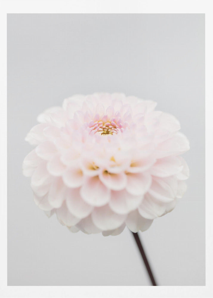 Pink Flower No3 | Poster