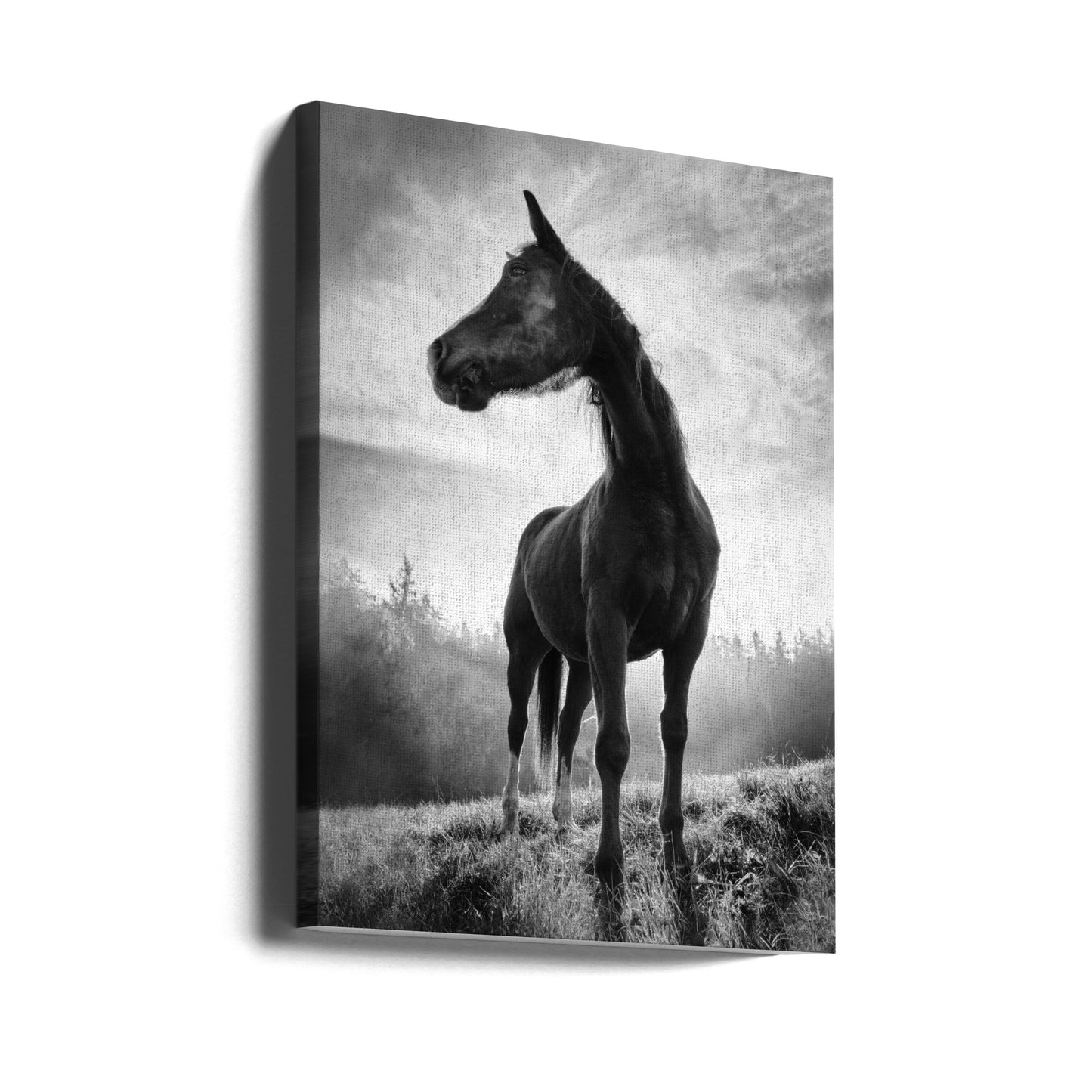 Backlight horse | Canvas