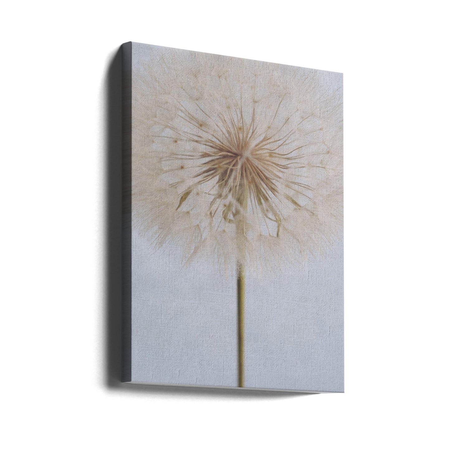 Delikat maskros | Canvas