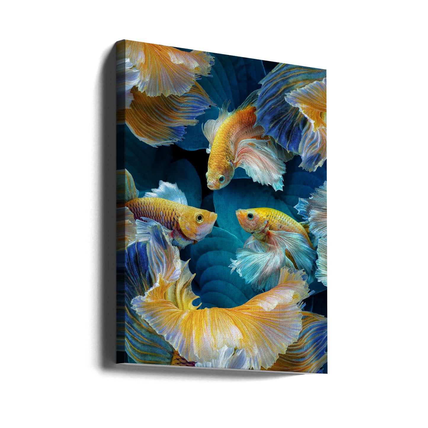 Färgfisk | Canvas