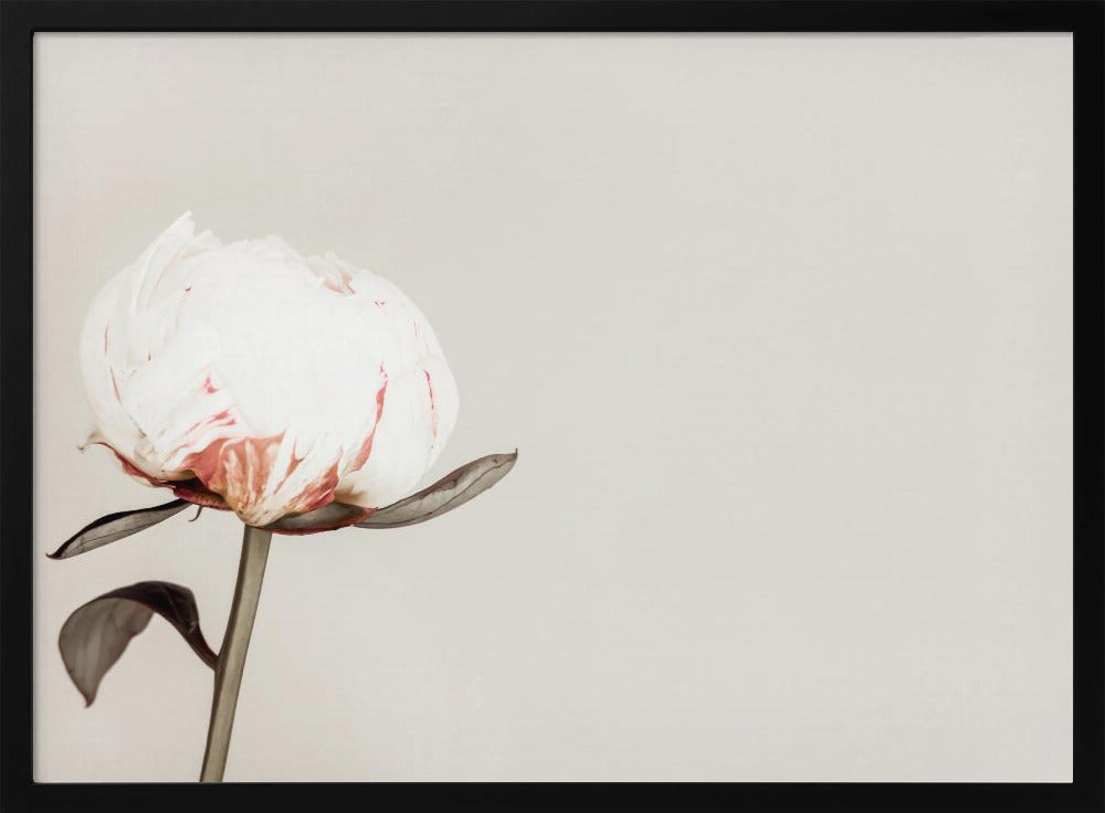 Peony 02 | Poster