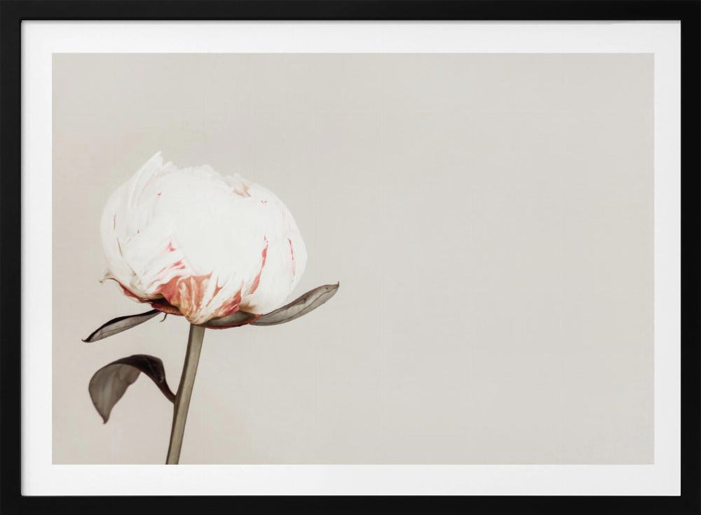 Peony 02 | Poster