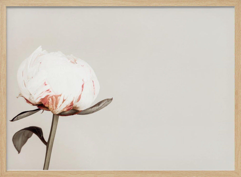 Peony 02 | Poster