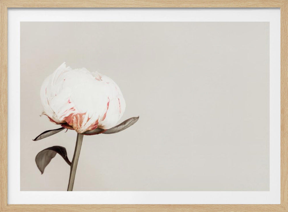 Peony 02 | Poster