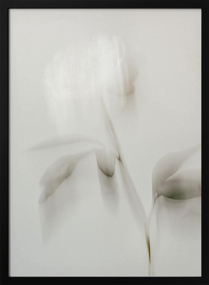 Peony 06 | Poster