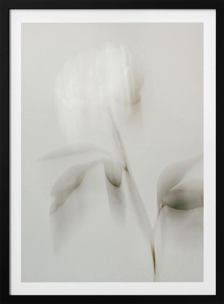 Peony 06 | Poster
