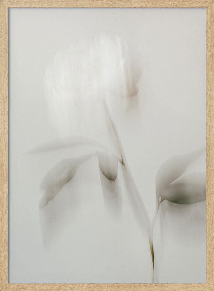 Peony 06 | Poster