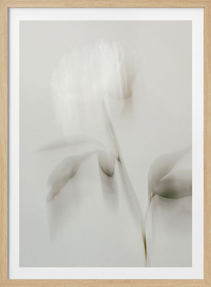 Peony 06 | Poster