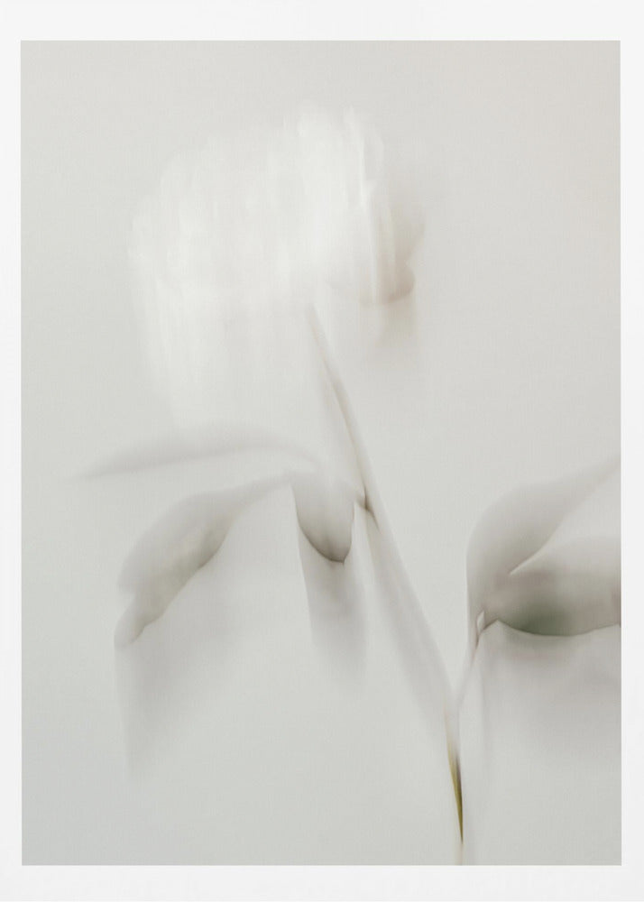 Peony 06 | Poster