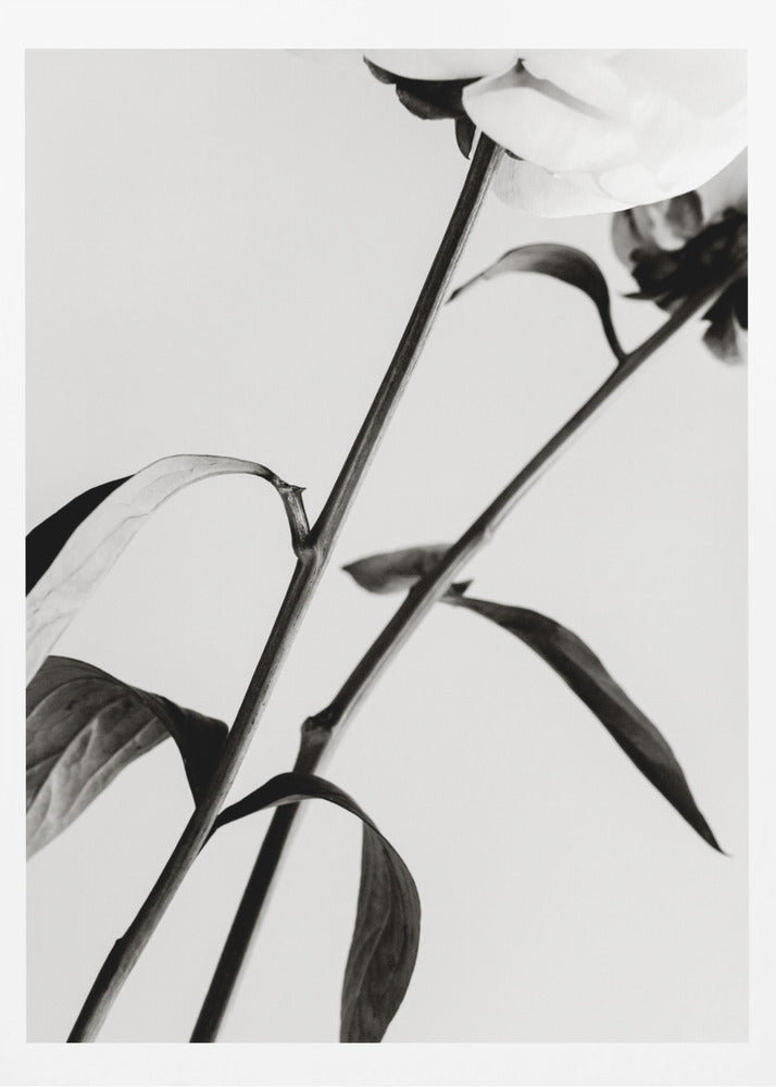 Peony 08 | Poster