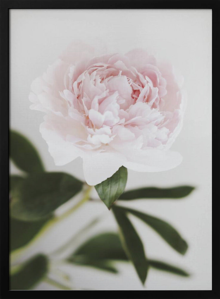 Peony 10 | Poster