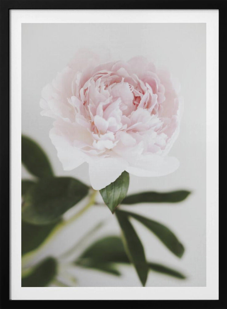 Peony 10 | Poster