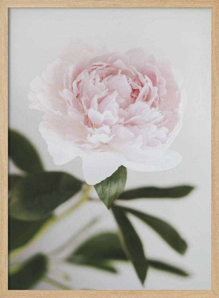 Peony 10 | Poster