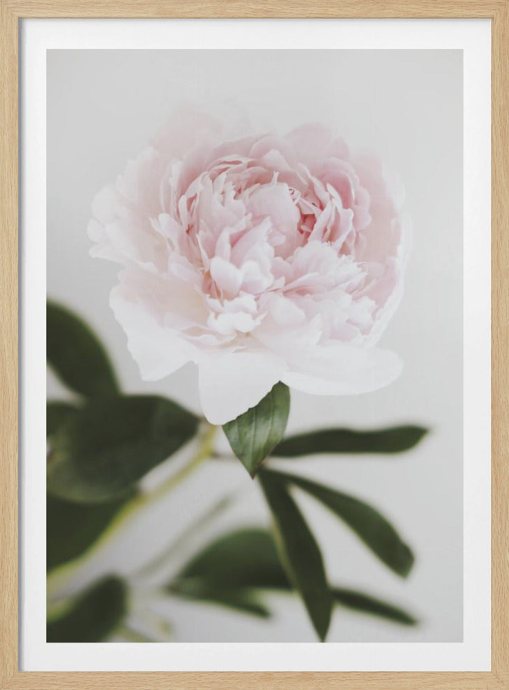 Peony 10 | Poster