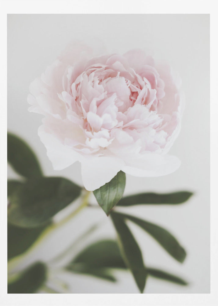 Peony 10 | Poster