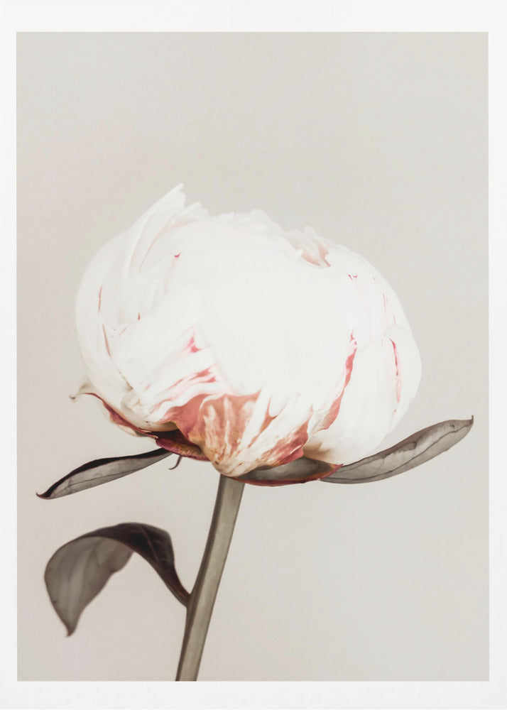 Peony 13 | Poster
