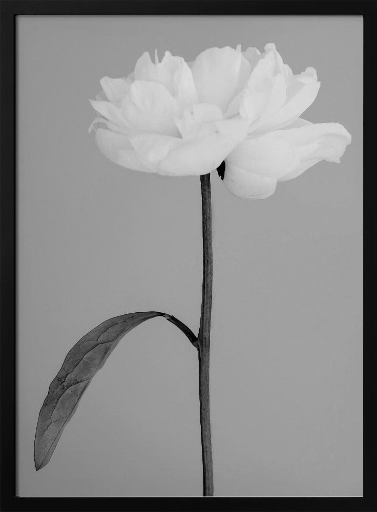 Peony 14 | Poster