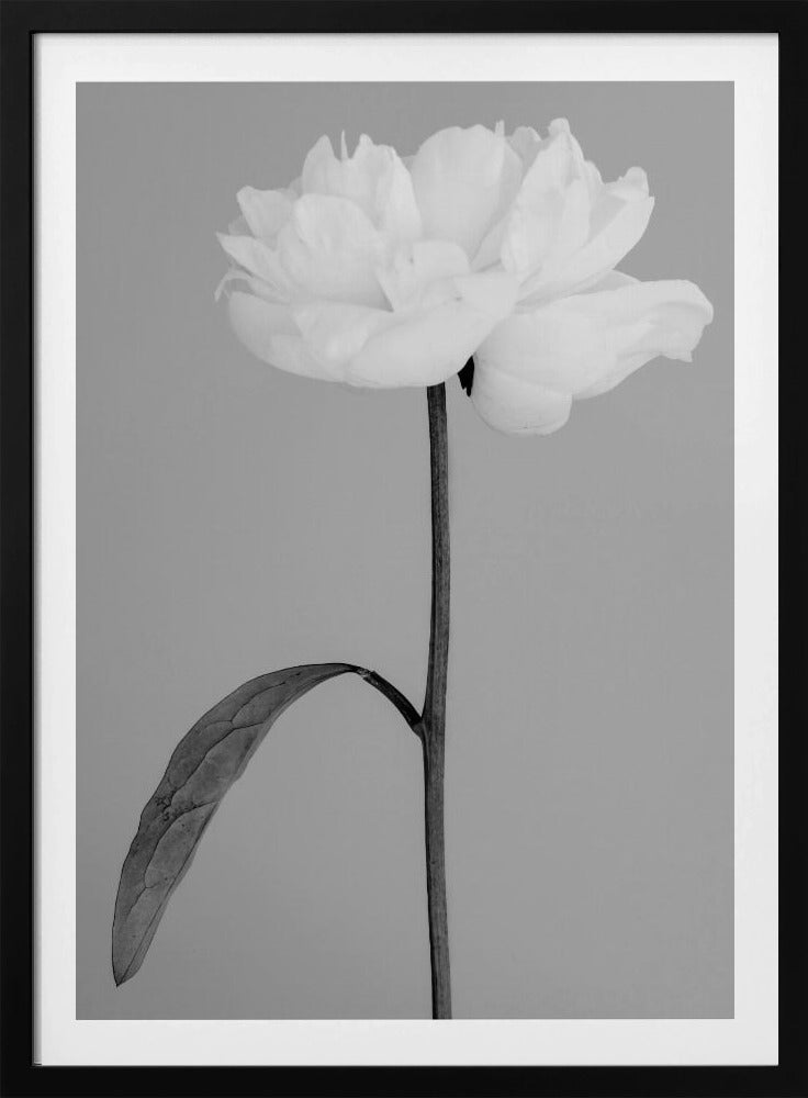 Peony 14 | Poster