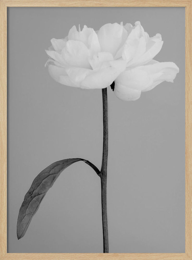 Peony 14 | Poster