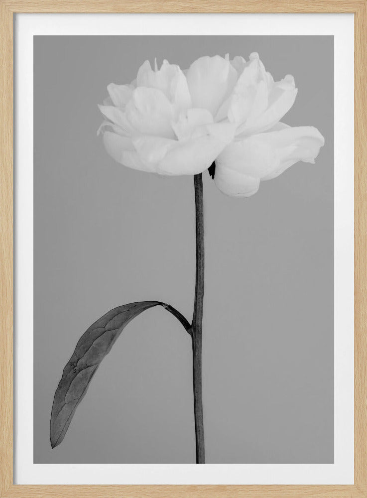 Peony 14 | Poster