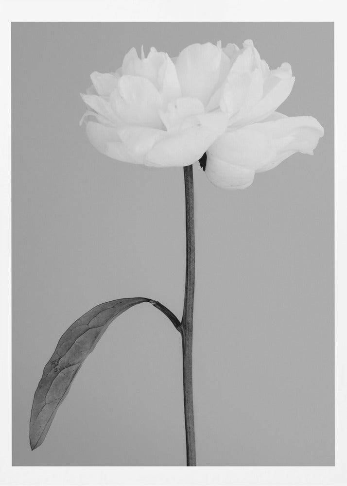 Peony 14 | Poster