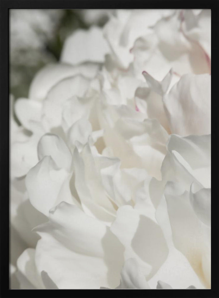 Peony 20 | Poster