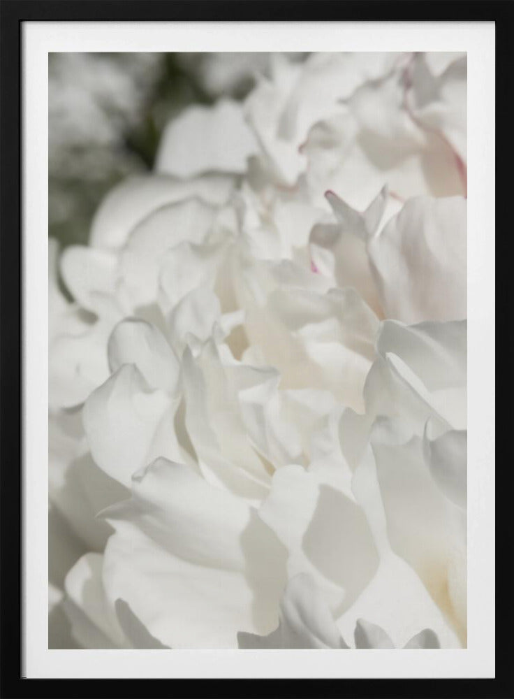 Peony 20 | Poster