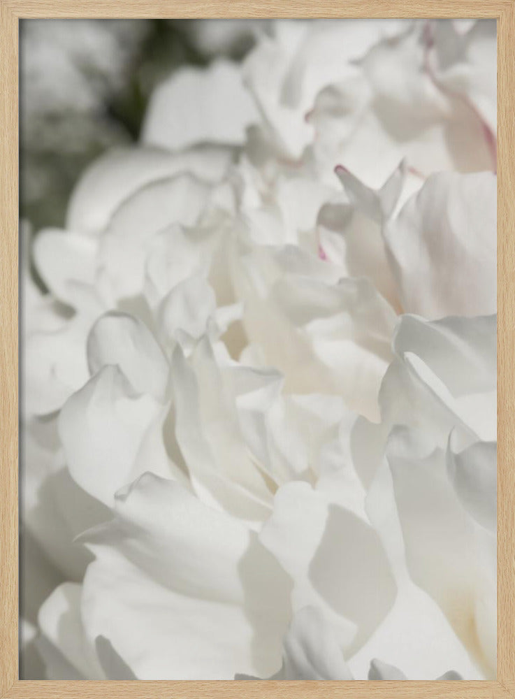 Peony 20 | Poster