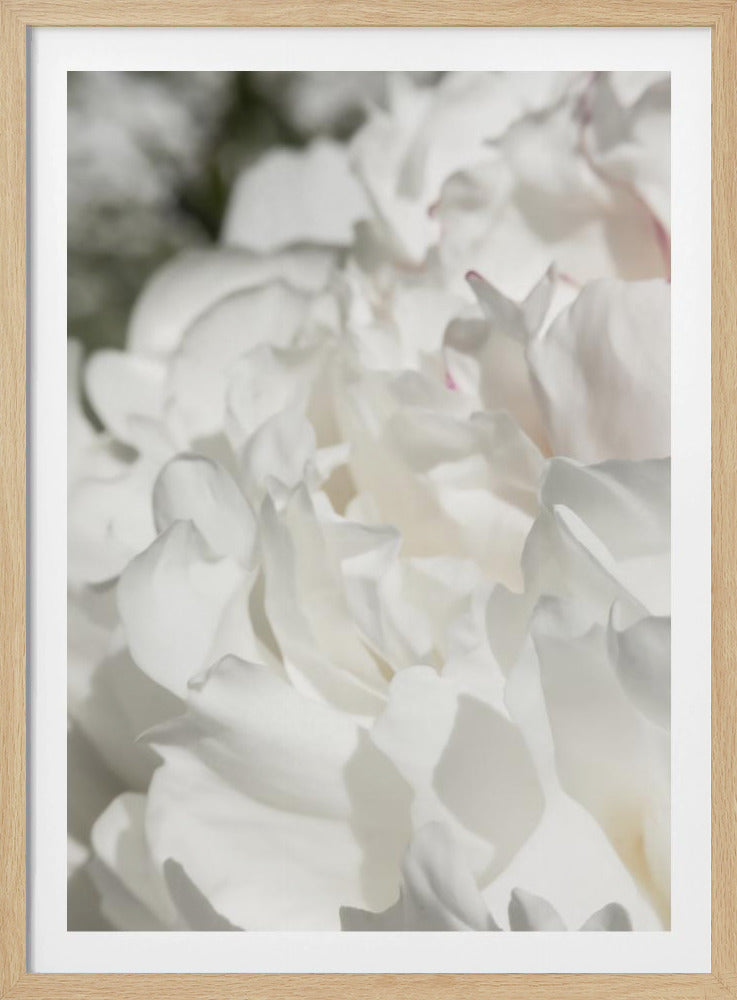 Peony 20 | Poster