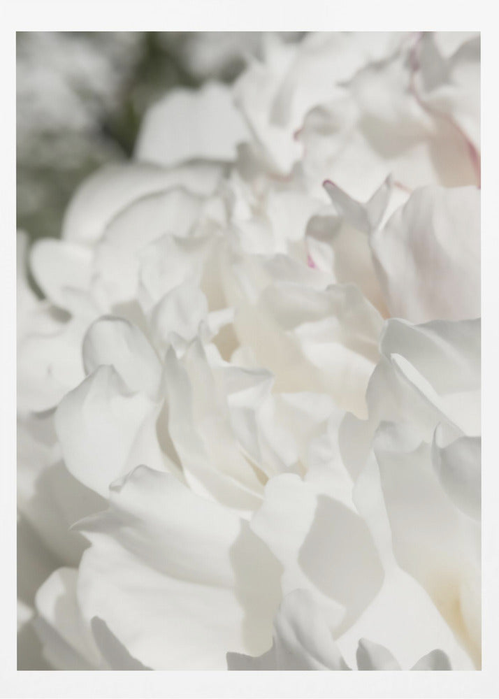 Peony 20 | Poster
