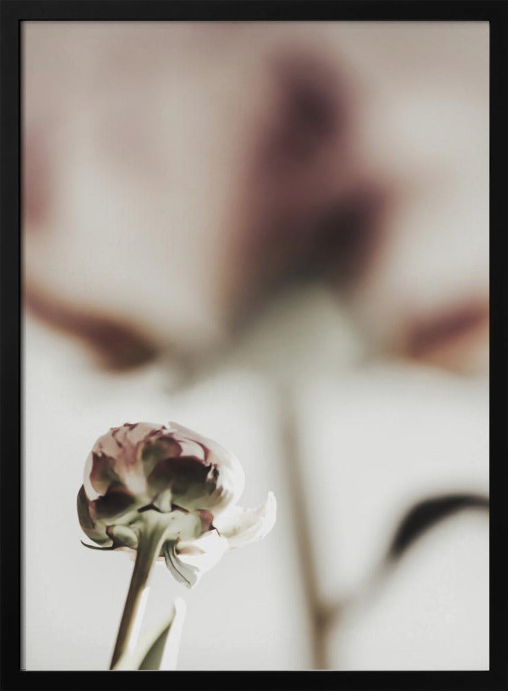 Peony 22 | Poster